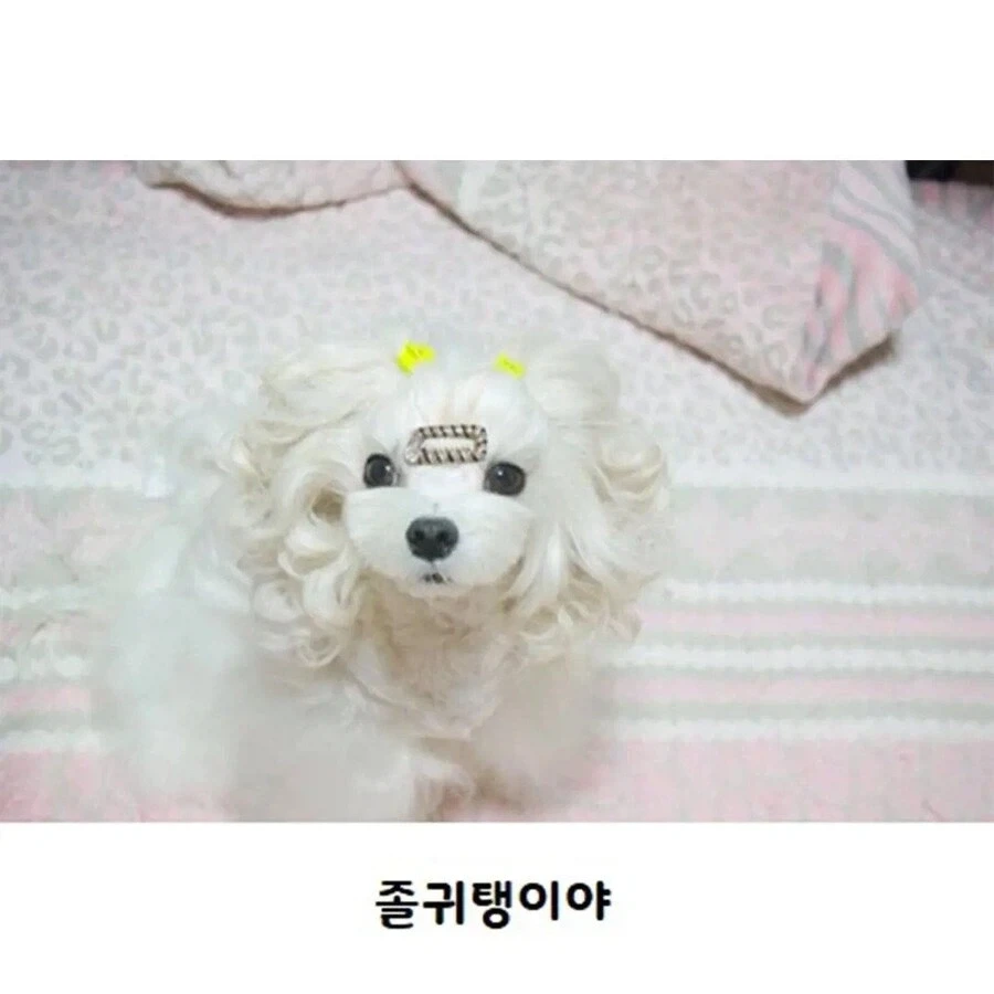 수수깡으로 파마한 멍뭉이.jpg_5.webp