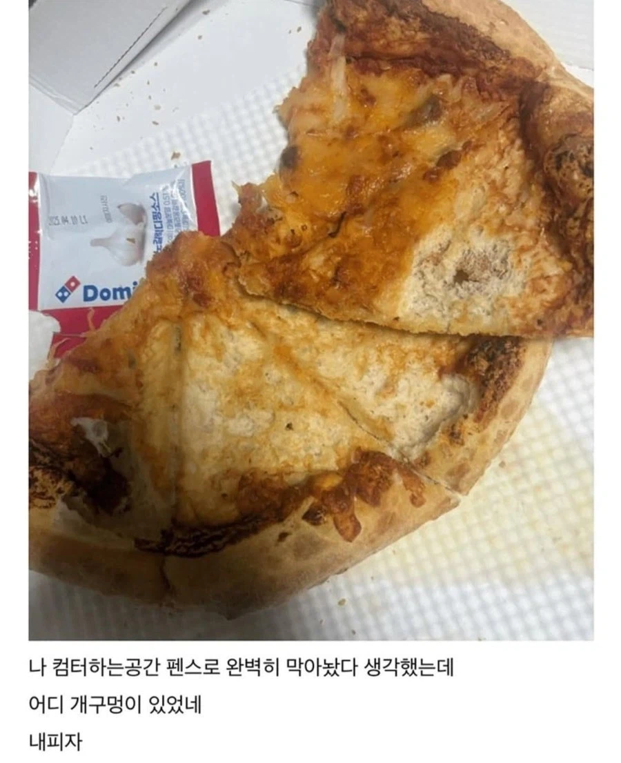 강아지가 피자 훔쳐먹었다.jpg_2.webp