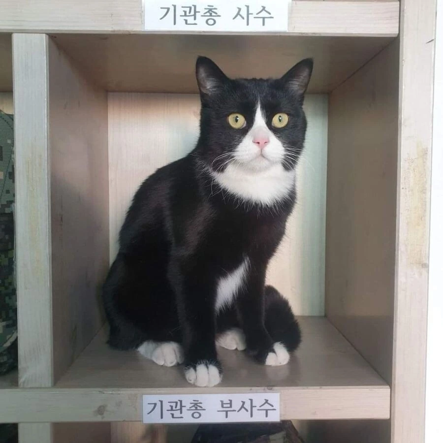 싱글벙글...진짜...돈..있는...사람들만...타는...차...jpg 이미지 2