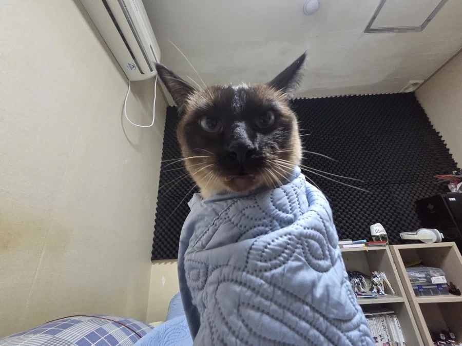 주말에 집사는 고양이를 괴롭히고 힐링하고 있습니다_6.webp