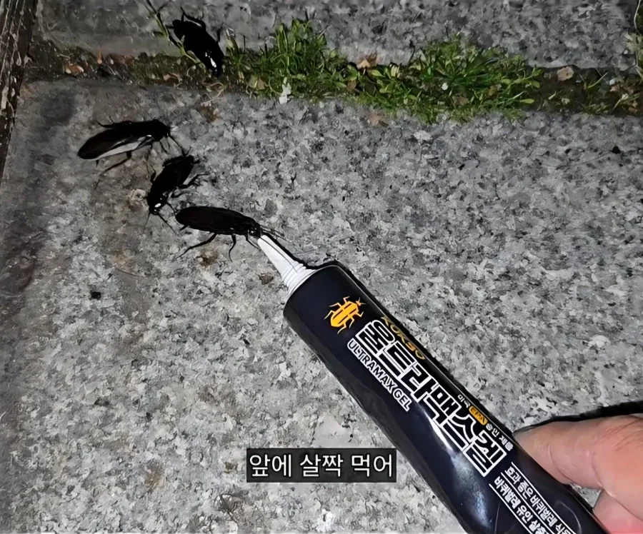 혐) 바퀴한테 밥주는 바퀴맘_7.webp
