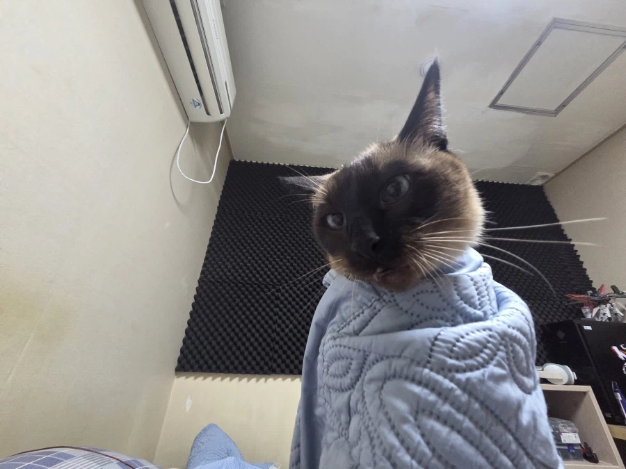 우리집 고양이가 많이 화가 났어요...._2.webp