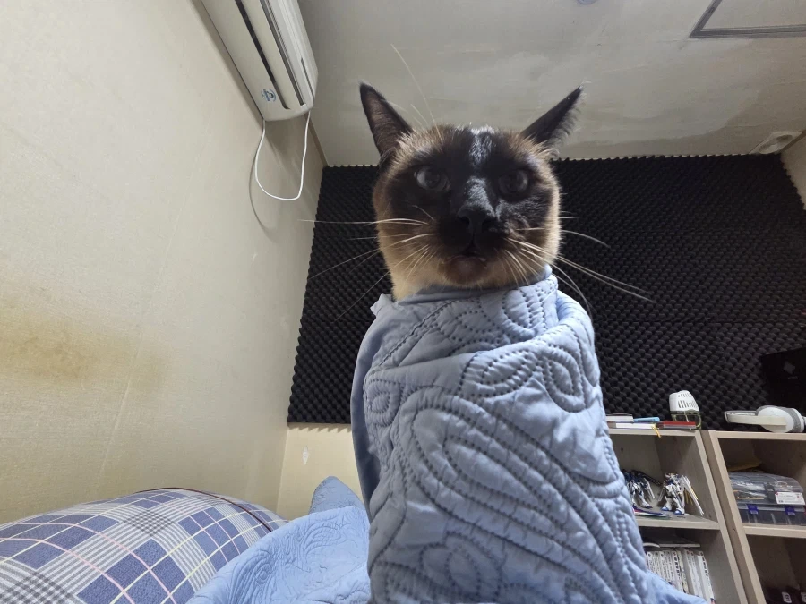 우리집 고양이가 많이 화가 났어요...._7.webp