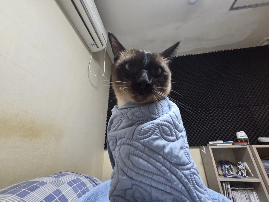 우리집 고양이가 많이 화가 났어요...._8.webp