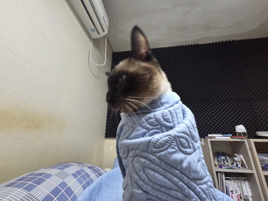 우리집 고양이가 많이 화가 났어요...._9.webp