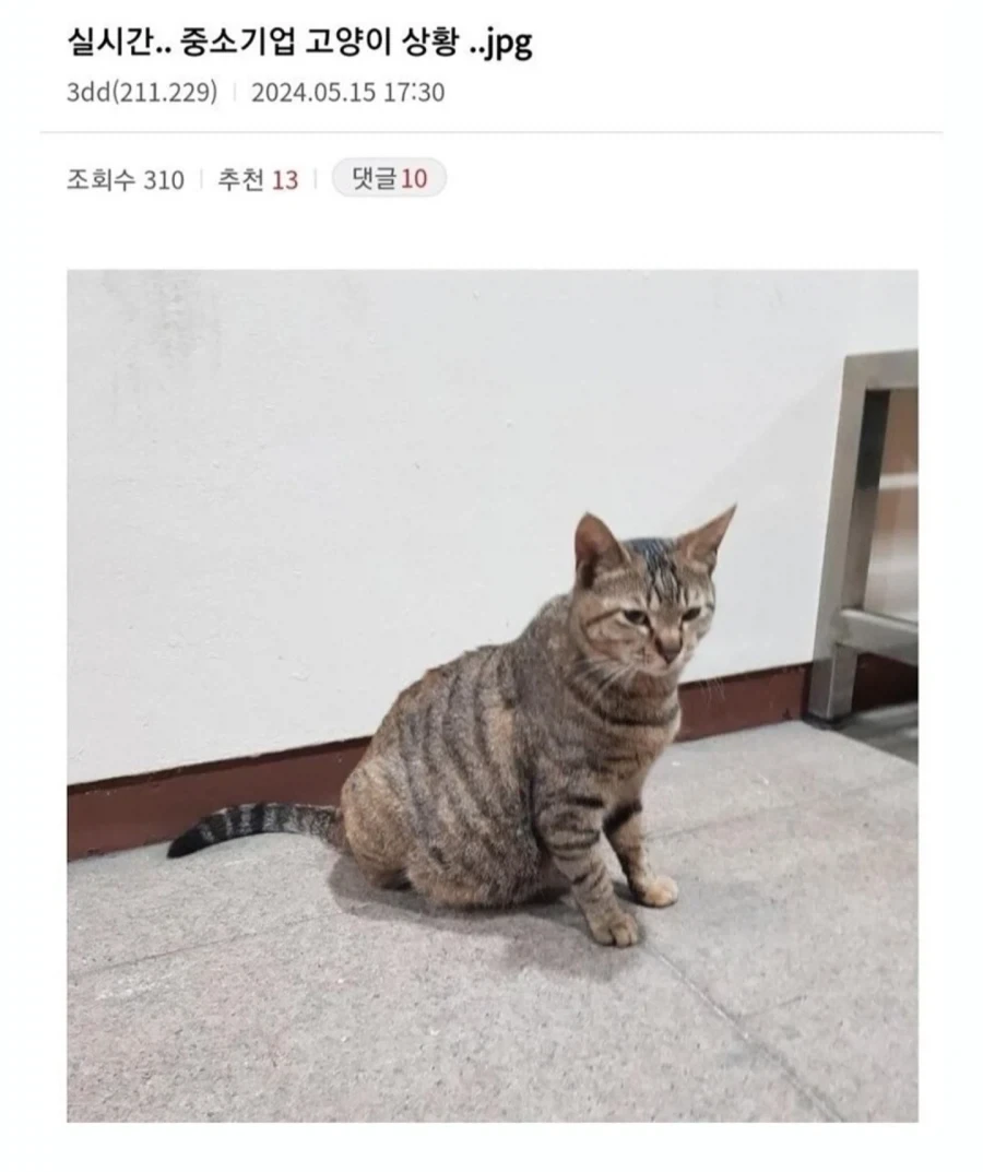 주식) "니들 코스피 6800 안지키면 죽음" 대표 이미지