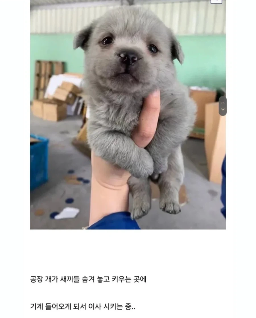 중소기업 동물들모음._10.webp