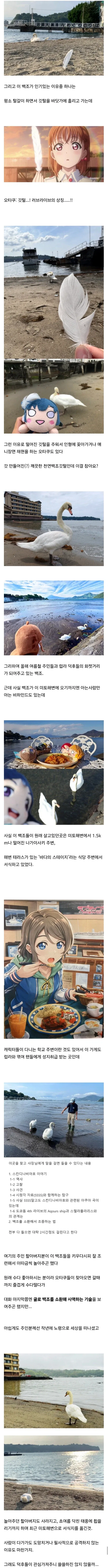 백조가 돌아다닌다고 난리난 일본 해수욕장.jpg_4.webp