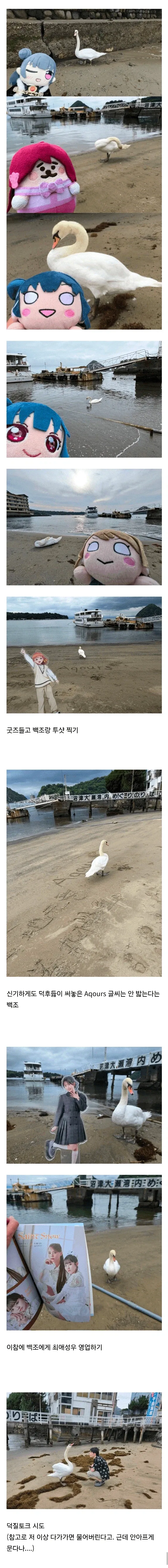 백조가 돌아다닌다고 화제인 일본 해수욕장ㄷㄷㄷㄷㄷ_3.webp