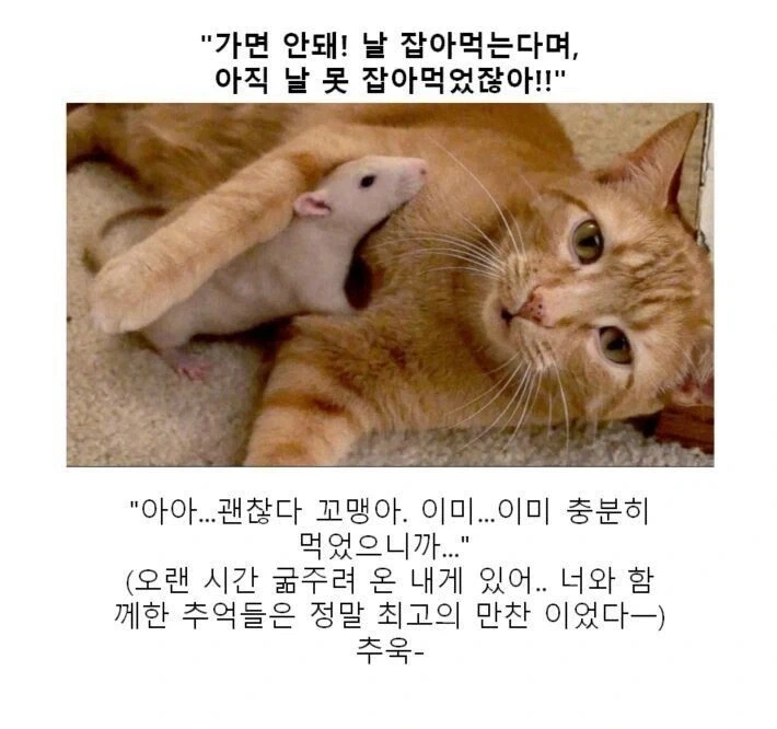 원피스] 쿠마가 밀짚모자 일당 각각을 특정 섬에 보낸 이유 이미지 3