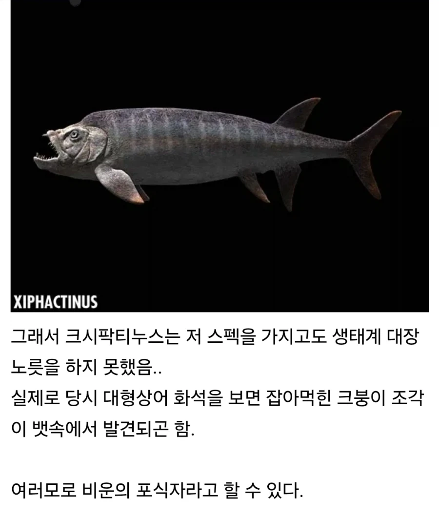 백악기 바다 비운의 생선_5.webp