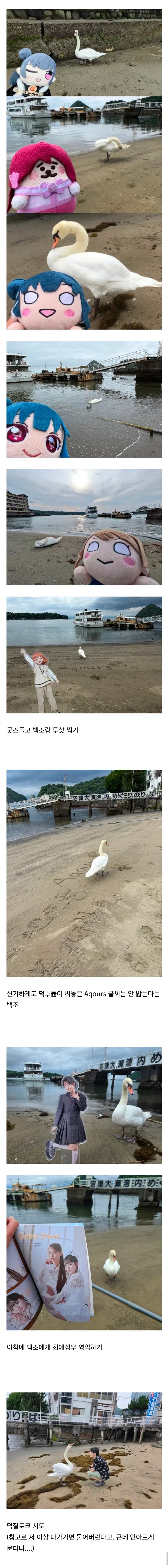 백조가 돌아다닌다고 화제인 일본 해수욕장_3.webp