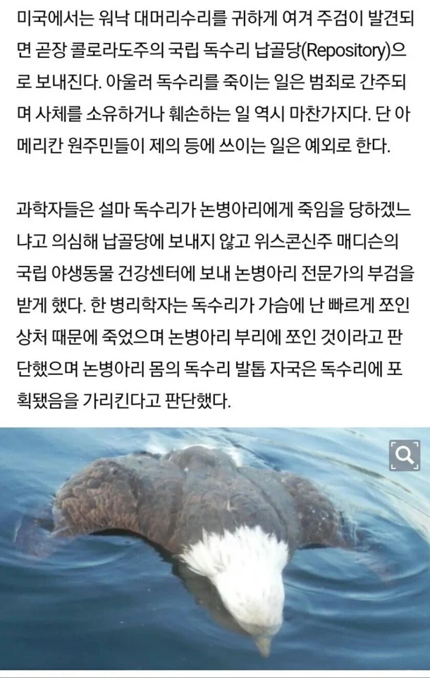 사냥한 먹이에게 역으로 죽은 독수리_2.webp