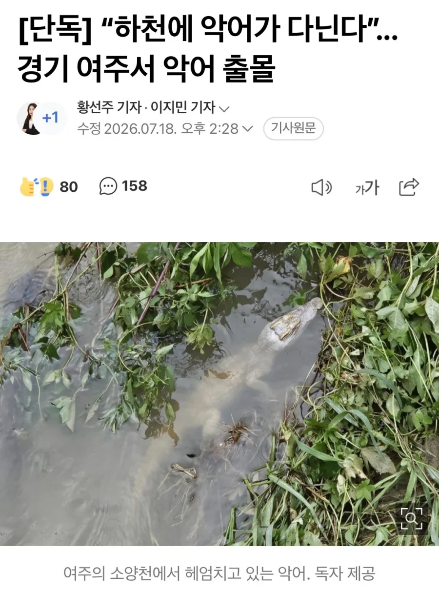중남미 스페인어와 본토 스페인어의 미묘한 차이 특징 이미지 3