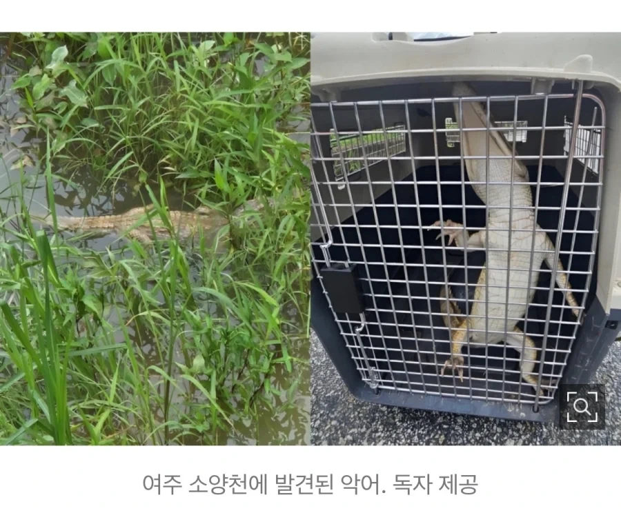 금일자 여주에서 발견된거.animal_2.webp