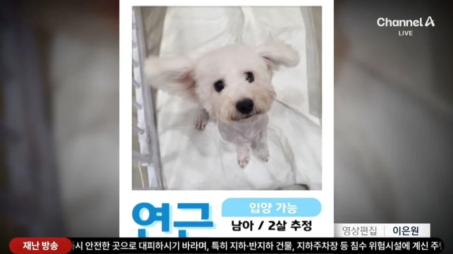 (기사 틀린듯)홈플러스 댕댕이들ㅠㅜ_3.webp