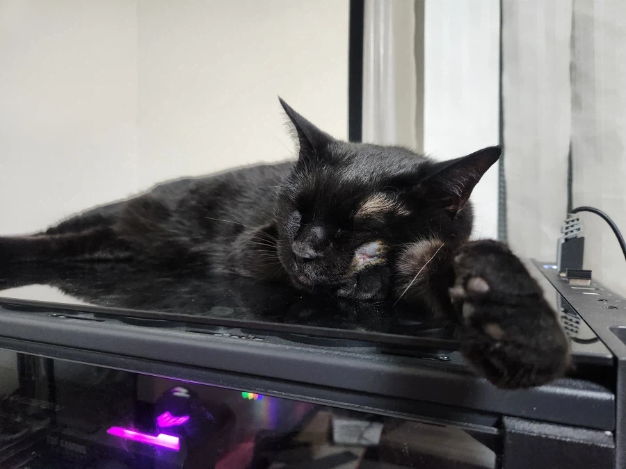 우리집 고양이 수술한지 1년 조금 지났다_2.webp