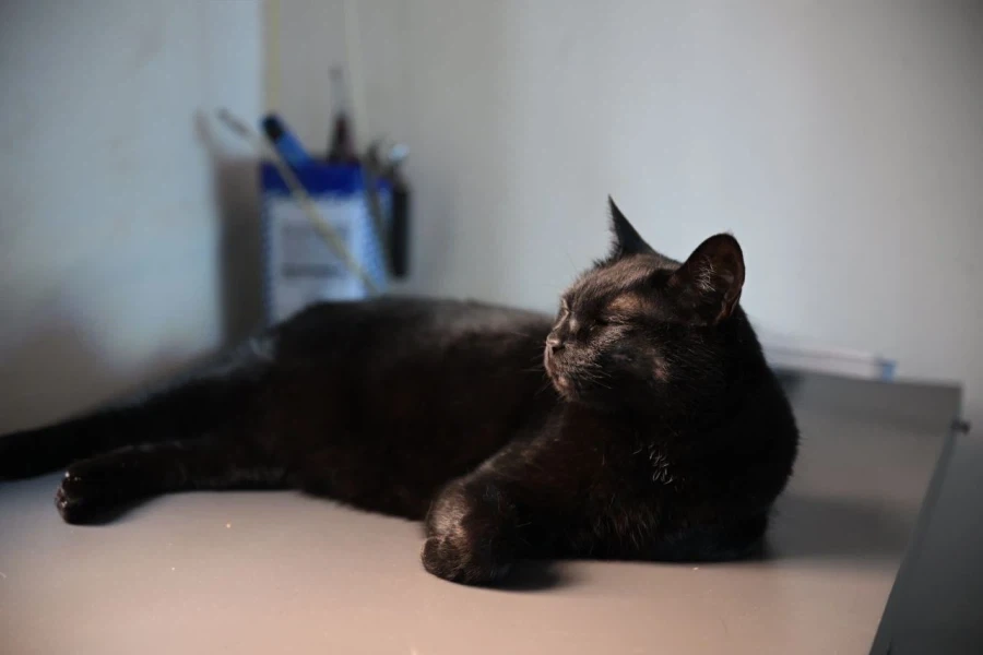 우리집 고양이 수술한지 1년 조금 지났다_6.webp