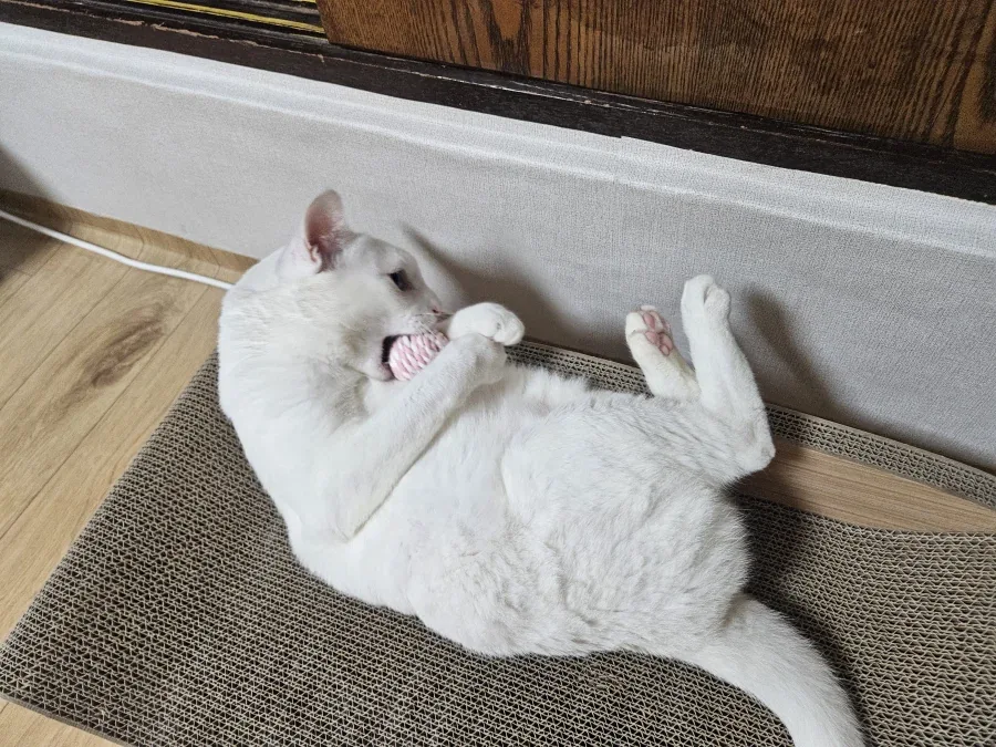 우리집 고양이 좀 봐주셈_2.webp