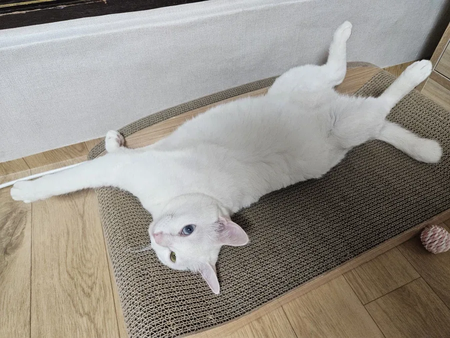 우리집 고양이 좀 봐주셈_4.webp