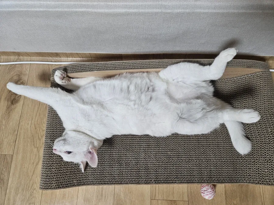 우리집 고양이 좀 봐주셈_5.webp