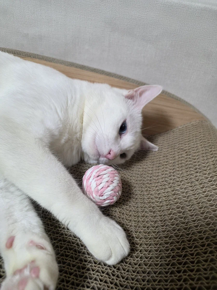 우리집 고양이 좀 봐주셈_8.webp