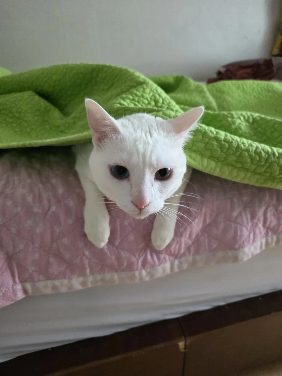 우리집 고양이 좀 봐주셈_10.webp