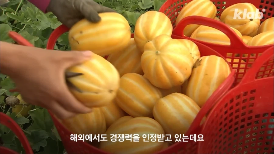한국 참외가 일본에서 왔다는게 사실일까_11.webp