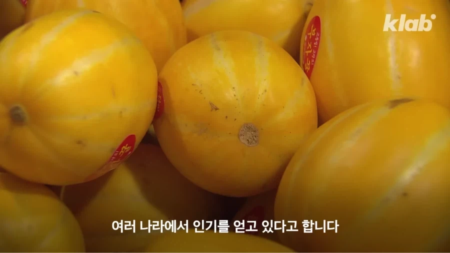 한국 참외가 일본에서 왔다는게 사실일까_13.webp