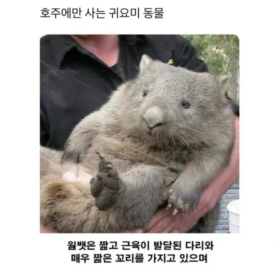 내마위) 중딩들 꽁냥꽁냥하는 뒤에 숨은 어른의 어둠 이미지 13