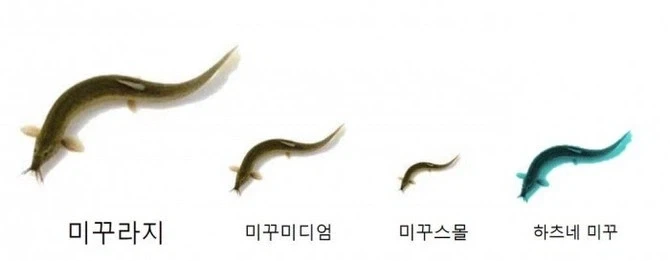 와! 저기 정글의 왕과 이미지 3