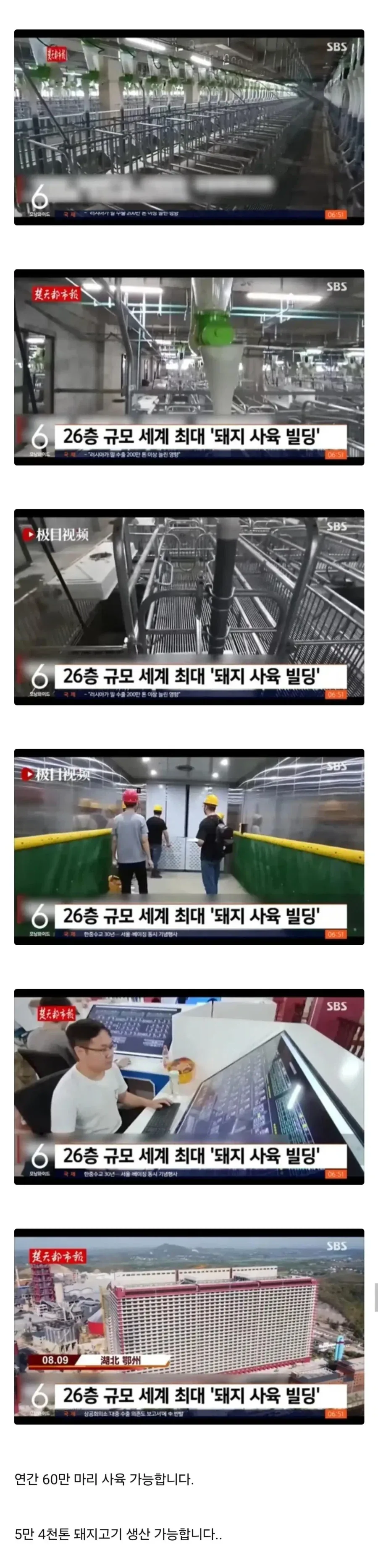 중국 돼지 공장_2.webp