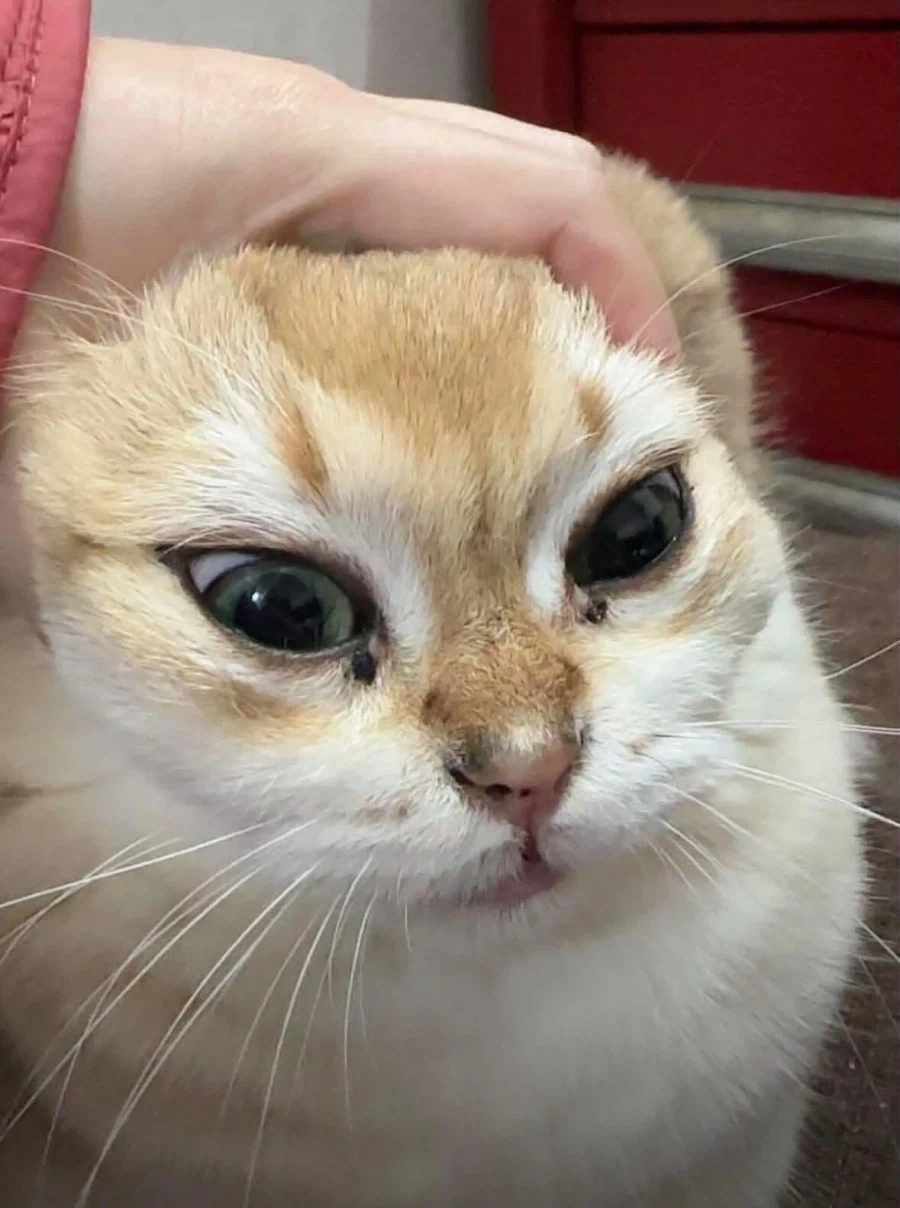 인간 음식을 탐내는 고양이_2.webp