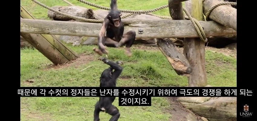 인간의 성기가 크고 굵은 이유_9.webp