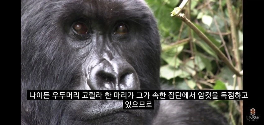 인간의 성기가 크고 굵은 이유_13.webp