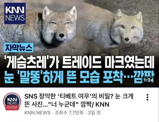 트릭컬)네르는 이렇게 폭력적인 역할이 아니란 말이에요! 대표 이미지