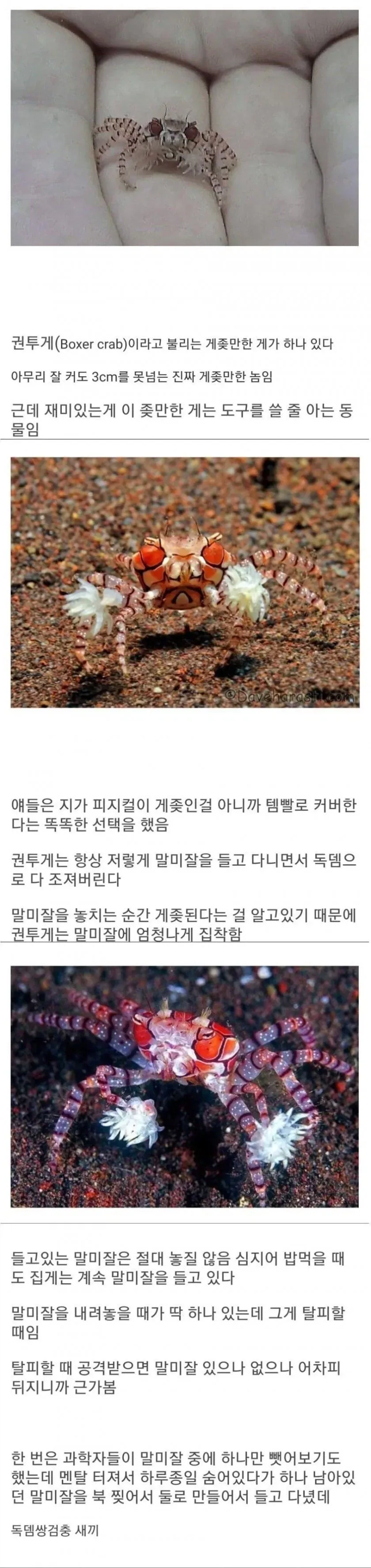 같은 성우 다른 취급 이미지 2