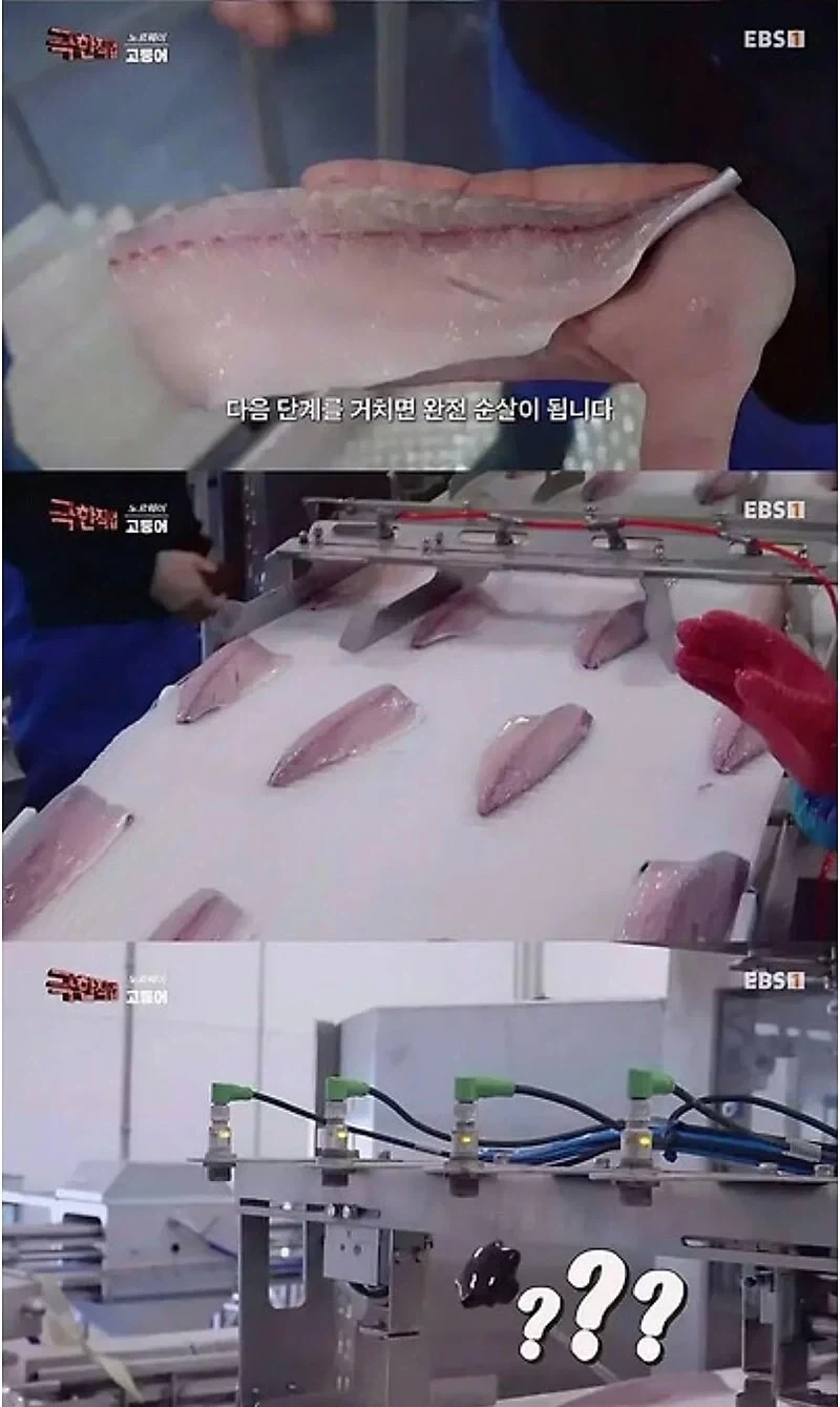 노르웨이 순살 고등어의 비밀_2.webp