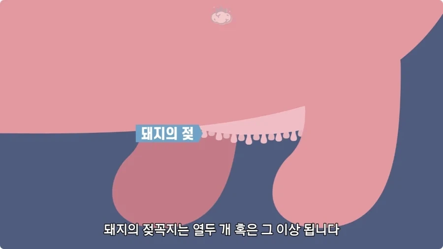 돼지젖으로 만든 우유가 없는 이유.jpg_3.webp