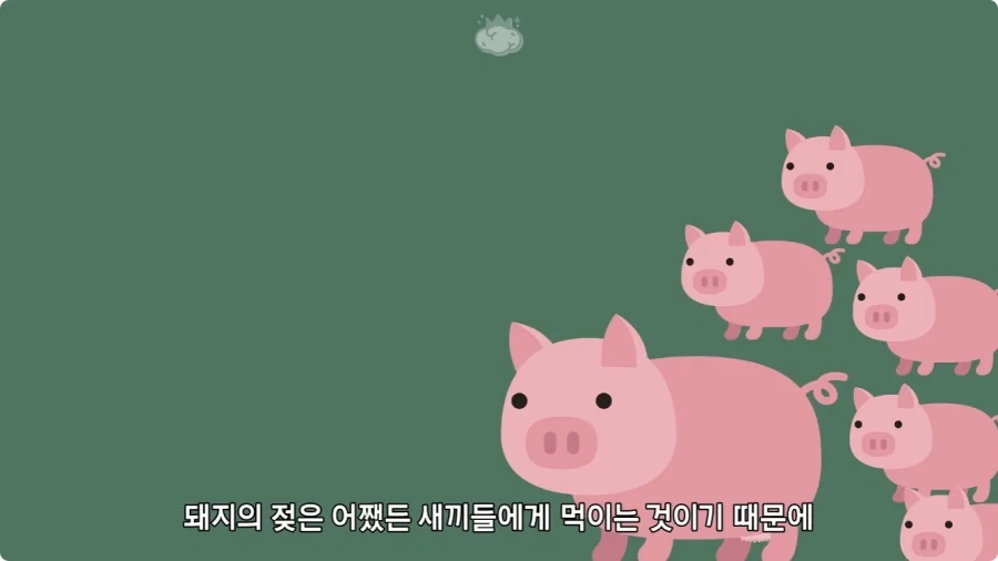 돼지젖으로 만든 우유가 없는 이유.jpg_7.webp