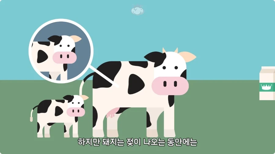 돼지젖으로 만든 우유가 없는 이유.jpg_18.webp