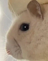 햄