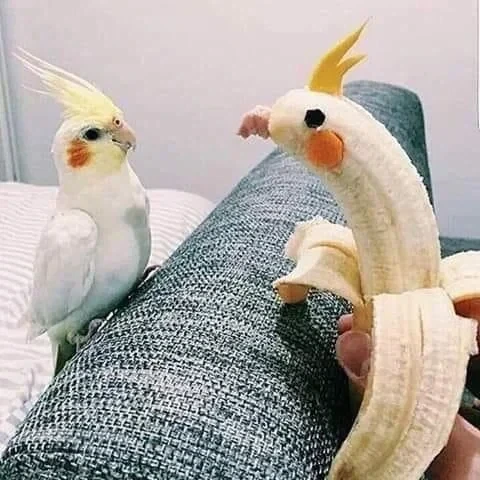 애니메이션에 대한 악의적인 루머의 진실.jpg 이미지 2
