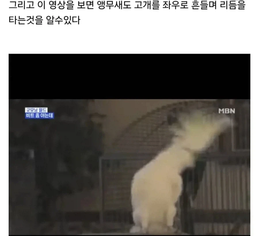 트럼프는 사실 앵무새임_8.webp