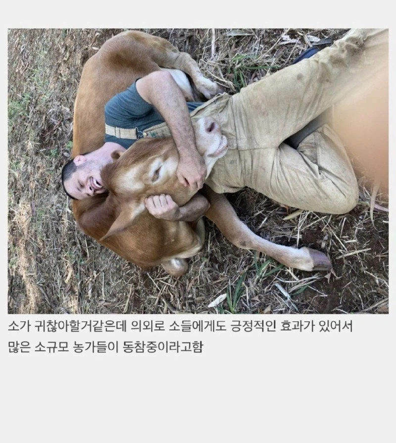 정서적으로 안정감을 준다는 소 끌어안기_2.webp