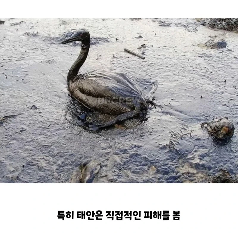 ??? : 한국인들아 느그 그거 복구 20년 걸린다_5.webp