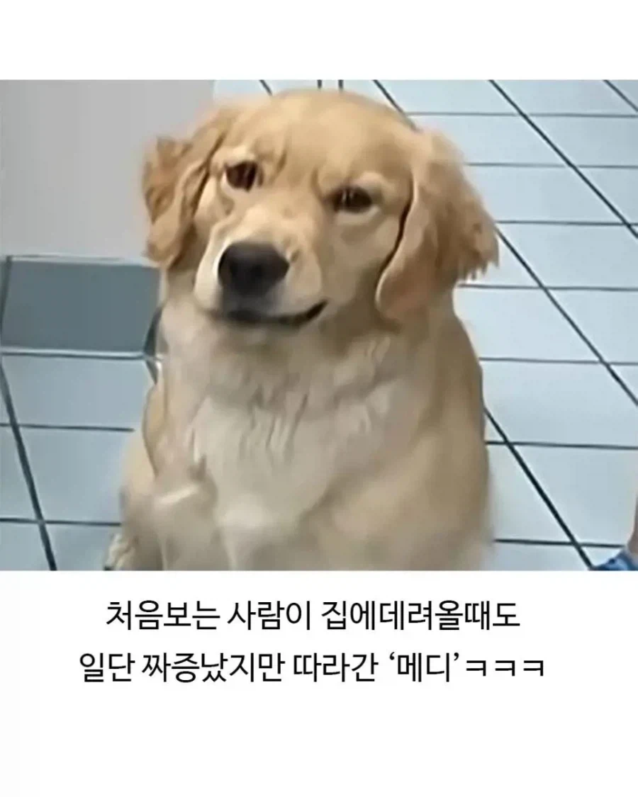 미용실 다녀온 후 표독해진 골댕이_8.webp