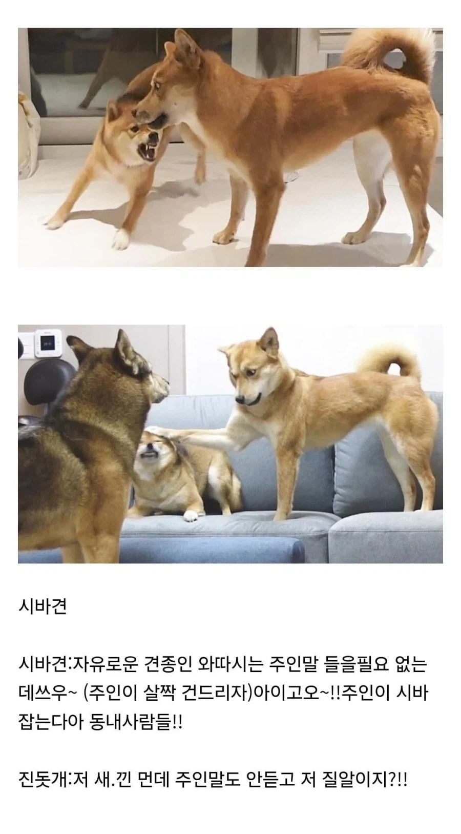루이비통에서 나온 진돗개 키링 대표 이미지