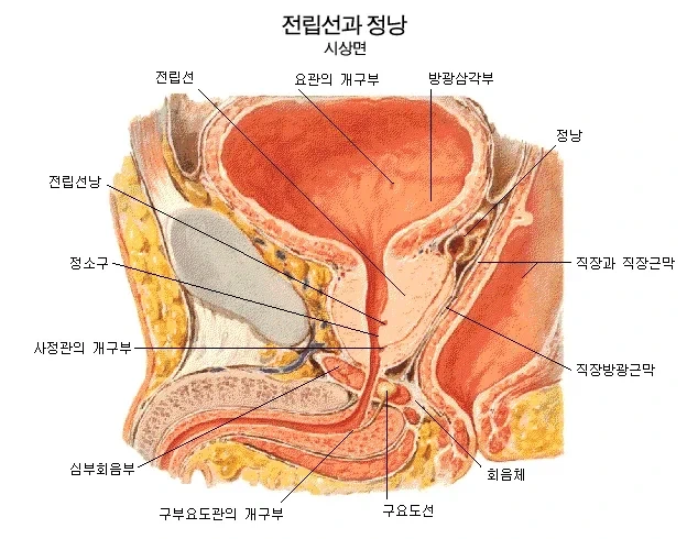 망했음을 감지한 사다코 이미지 5