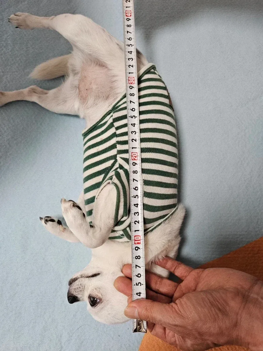 당근에 강아지 집 올려놨는데 온 문의_2.webp